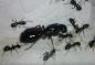 Preview: Camponotus friedae